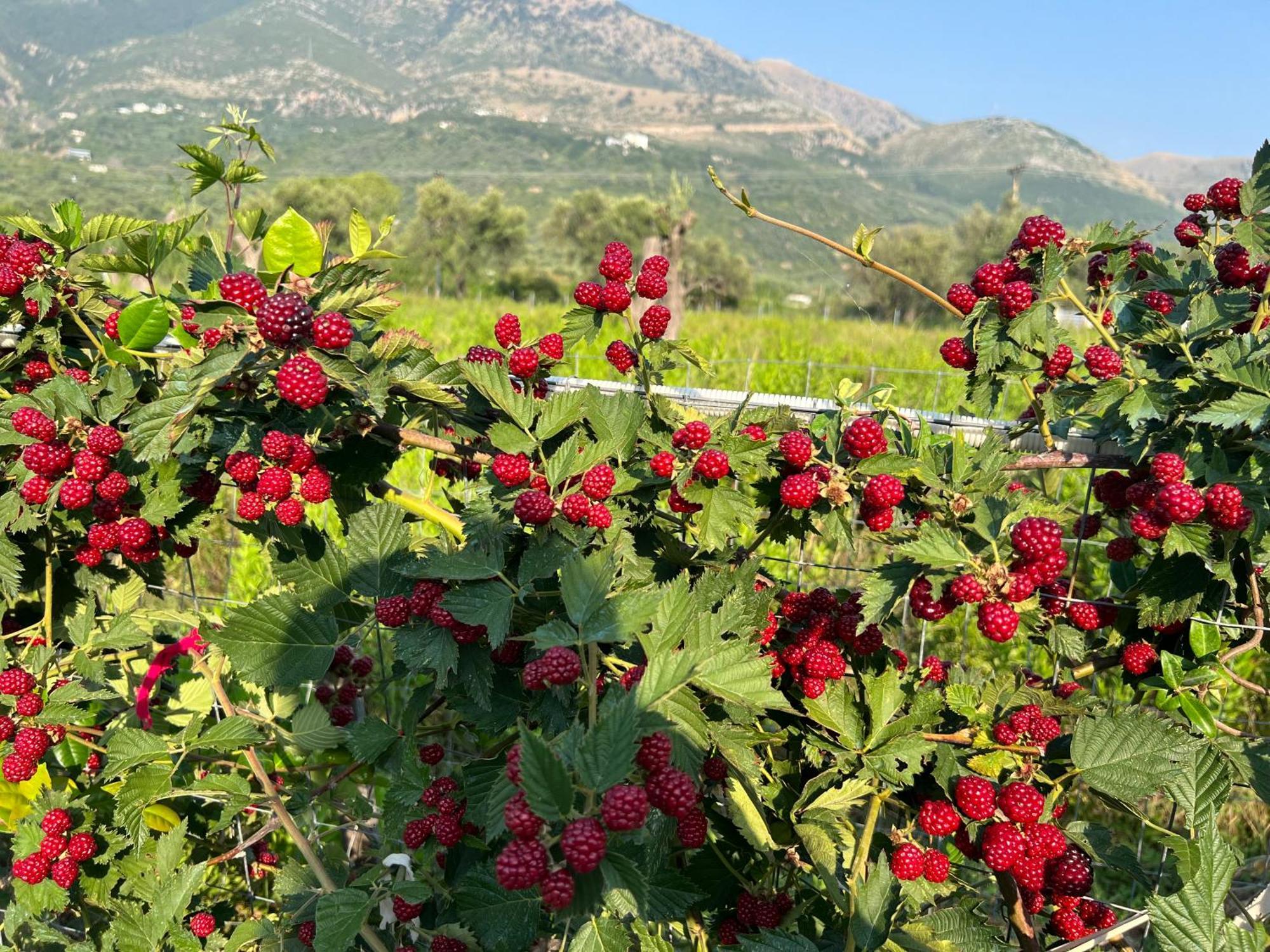 Villa Noel Borş Dış mekan fotoğraf